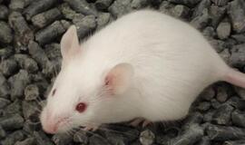 Europos Sąjungos direktyva dar labiau apribojo bandymus su gyvūnais