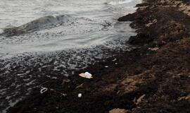 Palangos pajūryje -  neregėta gausybė dumblių