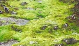 Vasara Islandijoje (1)