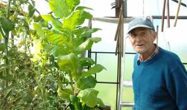 Pensininkas šiltnamyje užsiaugino rekordinį tabako augalą