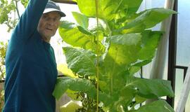 Pensininkas šiltnamyje užsiaugino rekordinį tabako augalą