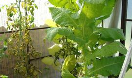 Pensininkas šiltnamyje užsiaugino rekordinį tabako augalą