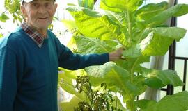 Pensininkas šiltnamyje užsiaugino rekordinį tabako augalą