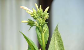 Pensininkas šiltnamyje užsiaugino rekordinį tabako augalą