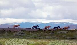 Vasara Islandijoje (1)