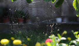 Savaitgalį Lietuvoje orai bus ramūs ir šilti