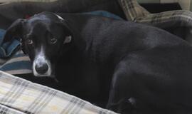 Už žiaurų elgesį su gyvūnu uteniškiui paskirta prokurorės pasiūlyta bauda