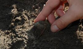 Archeologiniai kasinėjimai Palangos botanikos parke