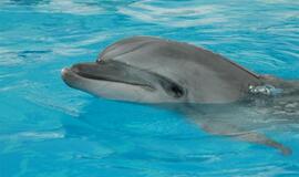 Klaipėdos delfinai jau apsipranta Graikijoje