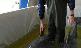 Delfinai išskrido į Graikiją