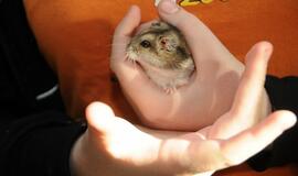 Gimnazijos auklėtiniai su augintiniais