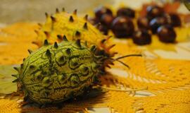 Klaipėdoje - rudens šventė