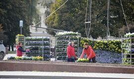 Klaipėdos gėlynuose sodinamos našlaitės