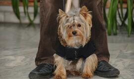 Gimnazijos auklėtiniai su augintiniais