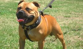 Plėšiko "bendrininkas" - kovinės veislės šuo