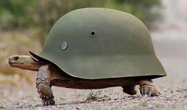 Bulvaras: tikėk - netikėk