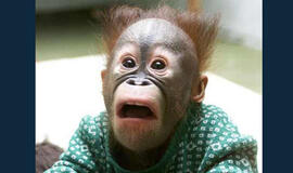 Bulvaras: tikėk - netikėk