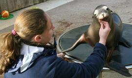 Delfinės pienas išgelbėjo Kalifornijos jūrų liūtukę
