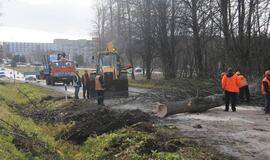 Eismo saugumas pareikalavo paaukoti medžius