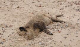Girulių paplūdimyje rastas negyvas šernas