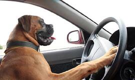 Pavojingi ne tik ereliai