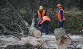 Ties Plytine iš kelkraščių šalinami medžiai