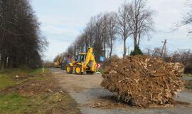 Ties Plytine iš kelkraščių šalinami medžiai