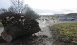 Ties Plytine iš kelkraščių šalinami medžiai