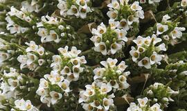 Pražydo Andų karalienė