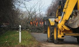 Ties Plytine iš kelkraščių šalinami medžiai