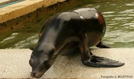 Kadrai iš Kalifornijos jūrų liūtės Matildos gyvenimo