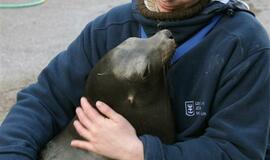 Kadrai iš Kalifornijos jūrų liūtės Matildos gyvenimo