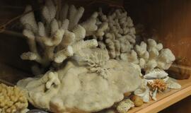 Atidarytas Viktoro Varno kelionių muziejus