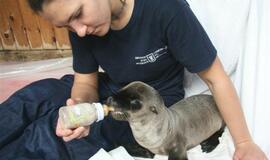 Kadrai iš Kalifornijos jūrų liūtės Matildos gyvenimo