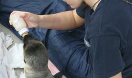 Kadrai iš Kalifornijos jūrų liūtės Matildos gyvenimo