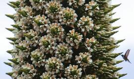 Pražydo Andų karalienė