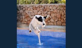 Bulvaras: tikėk - netikėk