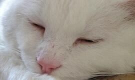 Katiną nudaigojęs vyras sulauks atpildo