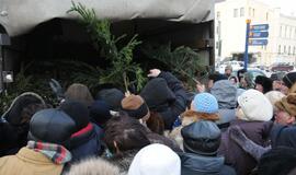 Miškininkai klaipėdiečiams dalino eglių šakas