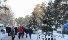 Palangoje - kalėdinių eglių alėja