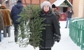 Miškininkai klaipėdiečiams dalino eglių šakas