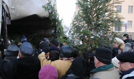 Miškininkai klaipėdiečiams dalino eglių šakas