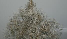 Originalios Klaipėdos pedagogų, darželinukų ir tėvelių eglutės