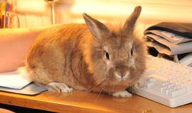 Specialistai įspėja: gyvūnas - ne dovana