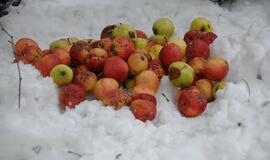 Klaipėdiečiai miško žvėreliams nešė maistą