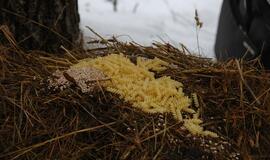 Klaipėdiečiai miško žvėreliams nešė maistą