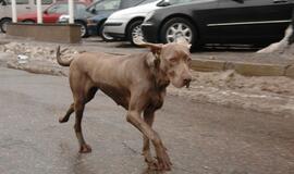 Sausio 13-ajai atminti - "Laisvės gynėjų keliu"