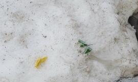 Tirpstančiame sniege - šiukšlių klodai