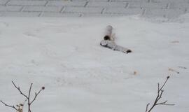 Tirpstančiame sniege - šiukšlių klodai