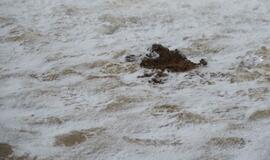 Tirpstančiame sniege - šiukšlių klodai